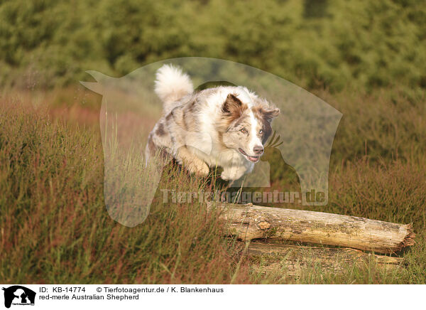 red-merle Australian Shepherd / red-merle Australian Shepherd / KB-14774