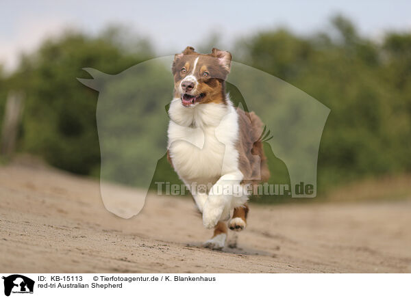 red-tri Australian Shepherd / red-tri Australian Shepherd / KB-15113