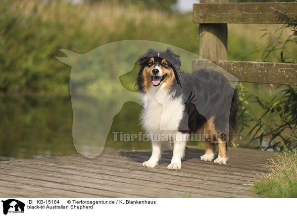 black-tri Australian Shepherd / black-tri Australian Shepherd / KB-15184