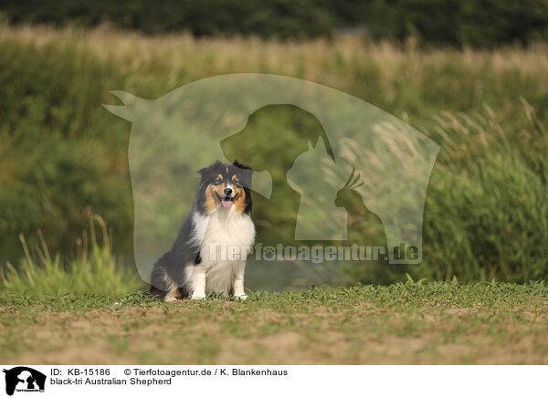 black-tri Australian Shepherd / black-tri Australian Shepherd / KB-15186