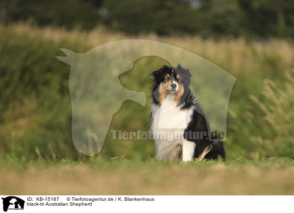 black-tri Australian Shepherd / black-tri Australian Shepherd / KB-15187