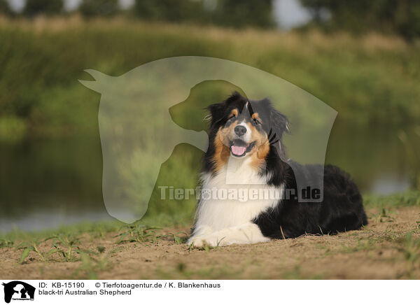 black-tri Australian Shepherd / black-tri Australian Shepherd / KB-15190