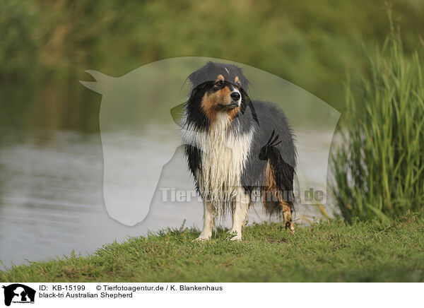 black-tri Australian Shepherd / black-tri Australian Shepherd / KB-15199