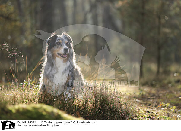 blue-merle Australian Shepherd / blue-merle Australian Shepherd / KB-15331