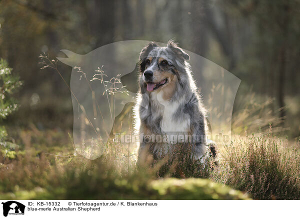 blue-merle Australian Shepherd / blue-merle Australian Shepherd / KB-15332