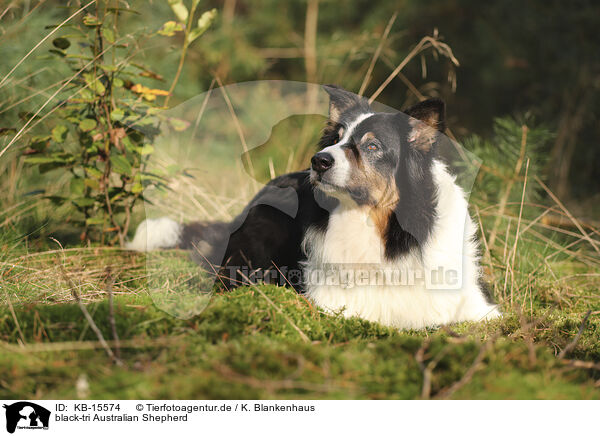 black-tri Australian Shepherd / black-tri Australian Shepherd / KB-15574