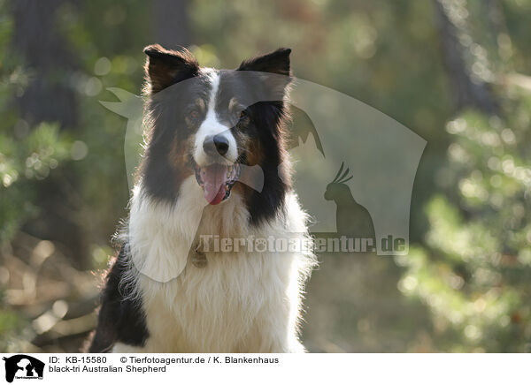 black-tri Australian Shepherd / black-tri Australian Shepherd / KB-15580