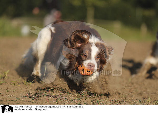 red-tri Australian Shepherd / red-tri Australian Shepherd / KB-15692