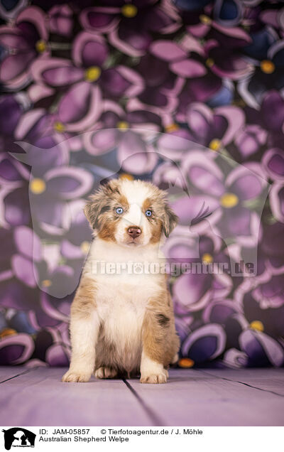 Australian Shepherd Welpe / Australian Shepherd puppy / JAM-05857