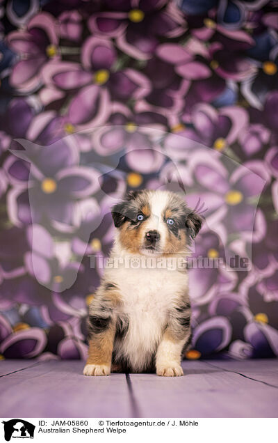 Australian Shepherd Welpe / Australian Shepherd puppy / JAM-05860