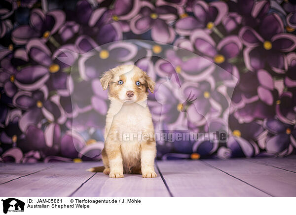 Australian Shepherd Welpe / Australian Shepherd puppy / JAM-05861