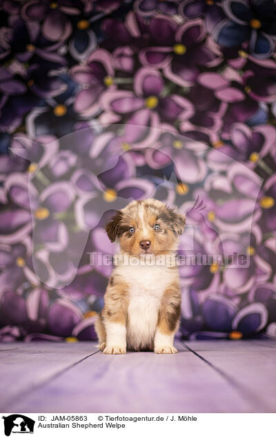 Australian Shepherd Welpe / Australian Shepherd puppy / JAM-05863