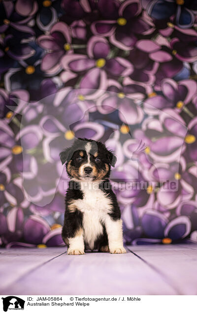 Australian Shepherd Welpe / Australian Shepherd puppy / JAM-05864