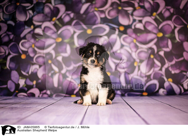 Australian Shepherd Welpe / Australian Shepherd puppy / JAM-05865