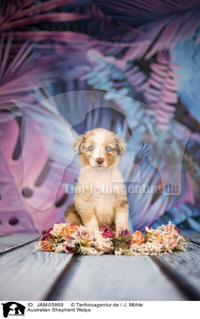 Australian Shepherd Welpe / Australian Shepherd puppy / JAM-05869