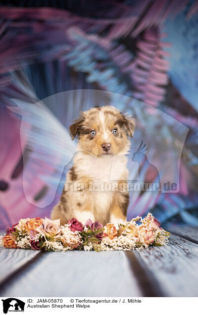 Australian Shepherd Welpe / Australian Shepherd puppy / JAM-05870