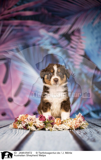 Australian Shepherd Welpe / Australian Shepherd puppy / JAM-05872