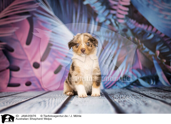 Australian Shepherd Welpe / Australian Shepherd puppy / JAM-05876