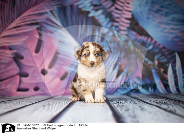 Australian Shepherd Welpe / Australian Shepherd puppy / JAM-05877