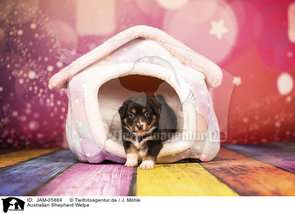 Australian Shepherd Welpe / Australian Shepherd puppy / JAM-05884