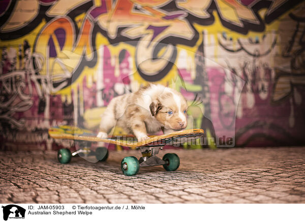 Australian Shepherd Welpe / Australian Shepherd puppy / JAM-05903