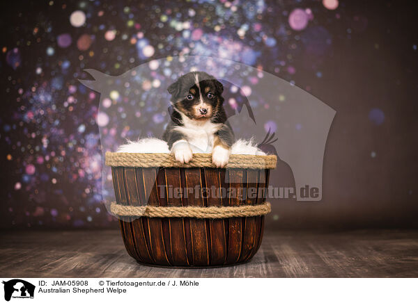 Australian Shepherd Welpe / Australian Shepherd puppy / JAM-05908