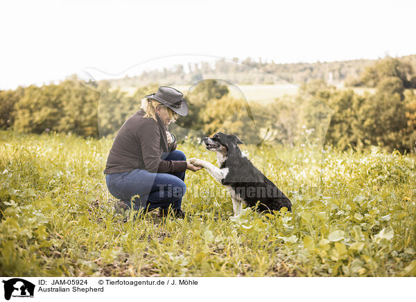 Australian Shepherd / Australian Shepherd / JAM-05924