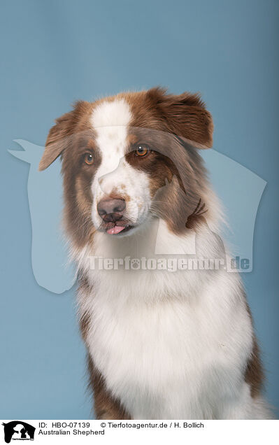 Australian Shepherd / Australian Shepherd / HBO-07139