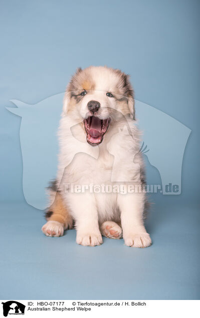 Australian Shepherd Welpe / Australian Shepherd puppy / HBO-07177