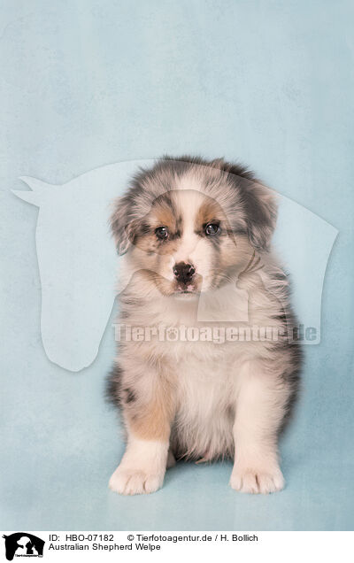 Australian Shepherd Welpe / Australian Shepherd puppy / HBO-07182