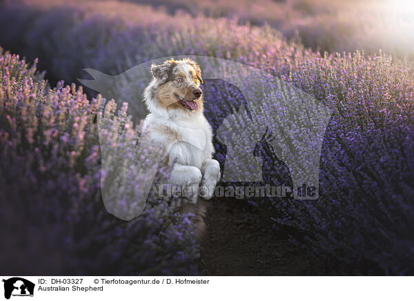 Australian Shepherd / Australian Shepherd / DH-03327