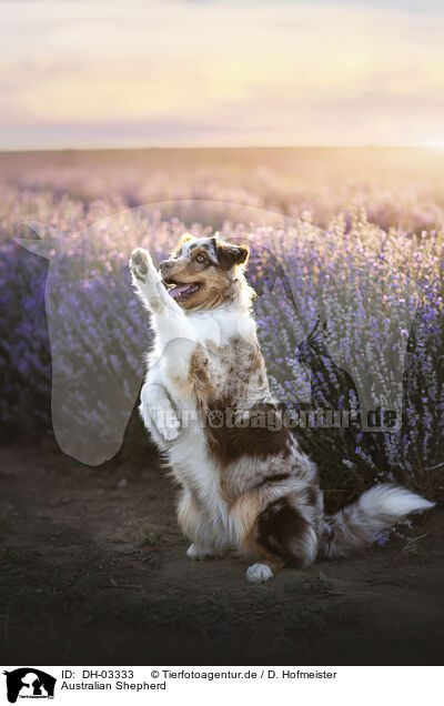 Australian Shepherd / Australian Shepherd / DH-03333