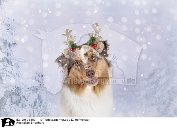 Australian Shepherd / DH-03383