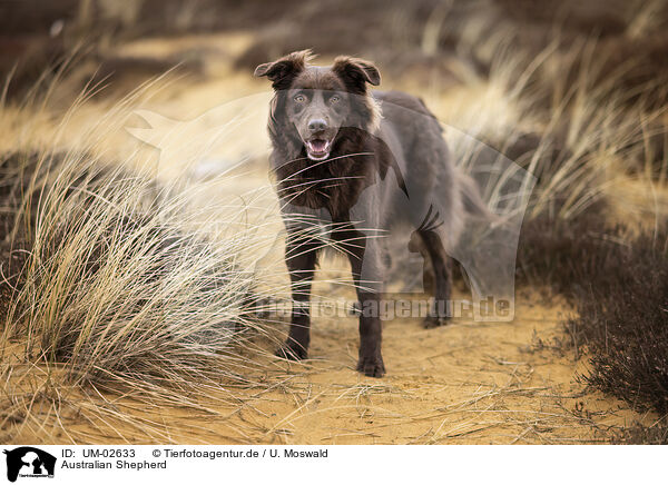 Australian Shepherd / Australian Shepherd / UM-02633