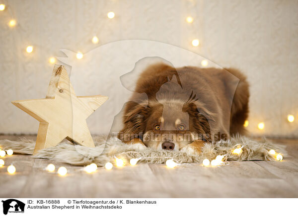 Australian Shepherd in Weihnachstsdeko / Australian Shepherd in christmas decoration / KB-16888