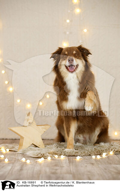 Australian Shepherd in Weihnachstsdeko / Australian Shepherd in christmas decoration / KB-16891