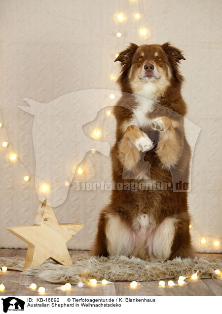 Australian Shepherd in Weihnachstsdeko / Australian Shepherd in christmas decoration / KB-16892