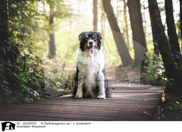 Australian Shepherd / Australian Shepherd / JQ-02075