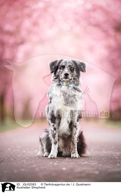 Australian Shepherd / Australian Shepherd / JQ-02083