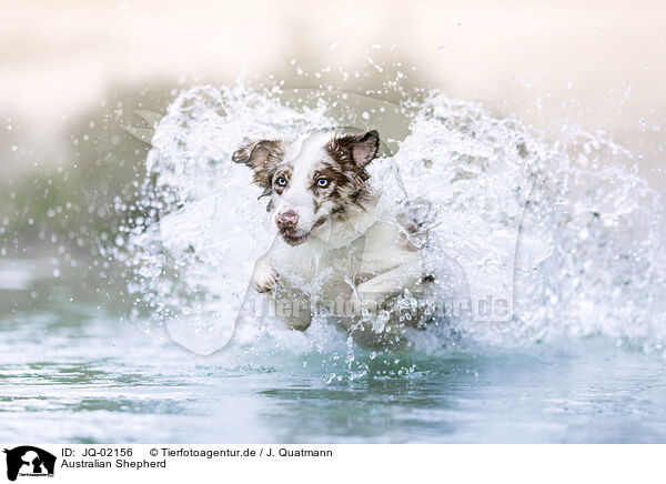 Australian Shepherd / Australian Shepherd / JQ-02156