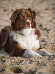 Australian Shepherd