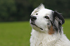 Australian Shepherd Portrait