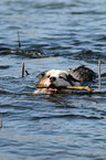 Australian Shepherd im Wasser