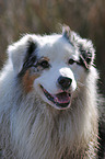 Australian Shepherd Portrait