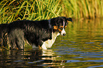 Australian Shepherd