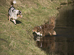 Australian Shepherds