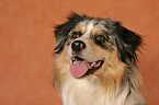 Australian Shepherd Portrait