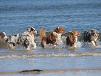 rennende Australian Shepherds