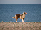 Australian Shepherd