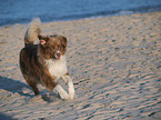 rennender Australian Shepherd